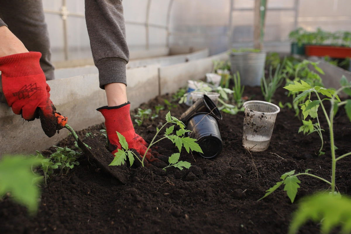 5 Veggies That Grow Better When Nourished Epsom Salt